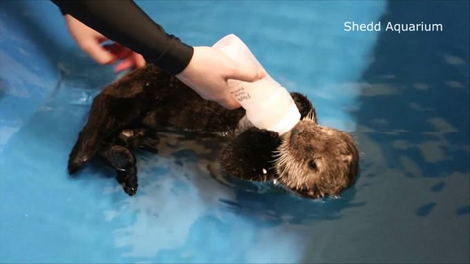 Gered zeeotterpupje verovert alle harten 