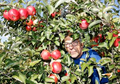 Zeeuwse teler legt oogst stil: 'Supermarkt ligt vol buitenlandse appels'