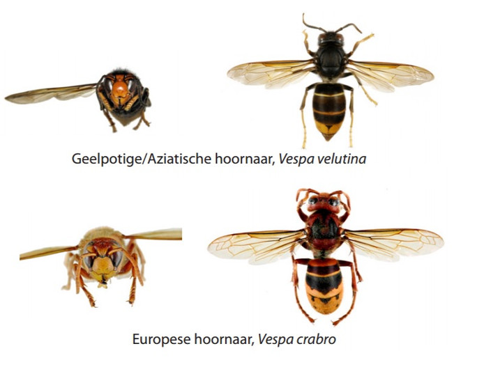 Het verschil tussen de twee hoornaars.