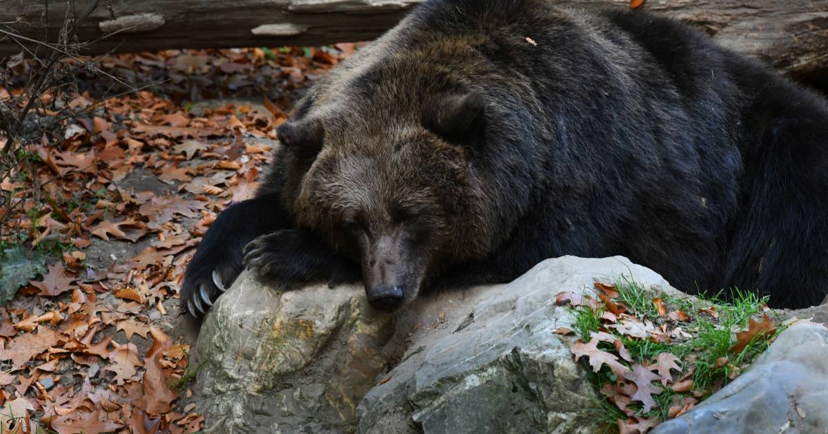 Eikels en warm najaar houden beren in Rhenen uit winterslaap | Rhenen |  gelderlander.nl
