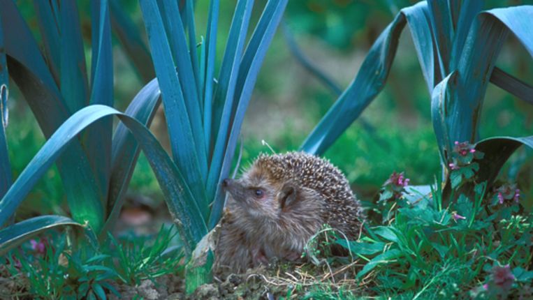 Wie In Het Jaar Van De Egel Het Dier Wil Zien Moet Snel Zijn Trouw