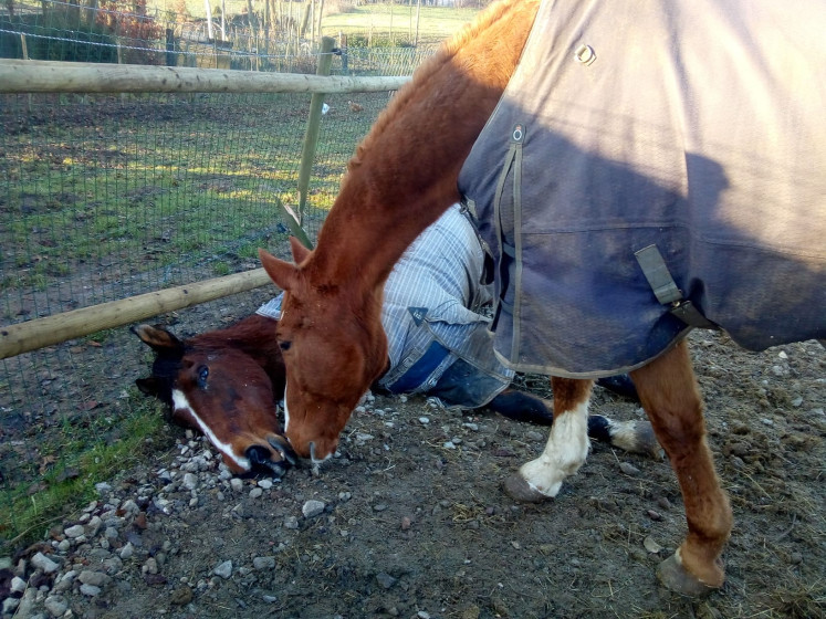 Son cheval est mort durant le feu d’artifice du Nouvel An: “Vous êtes fiers de vous?”