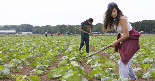 Internationale studenten wieden onkruid op ekoboerderij Hemmen