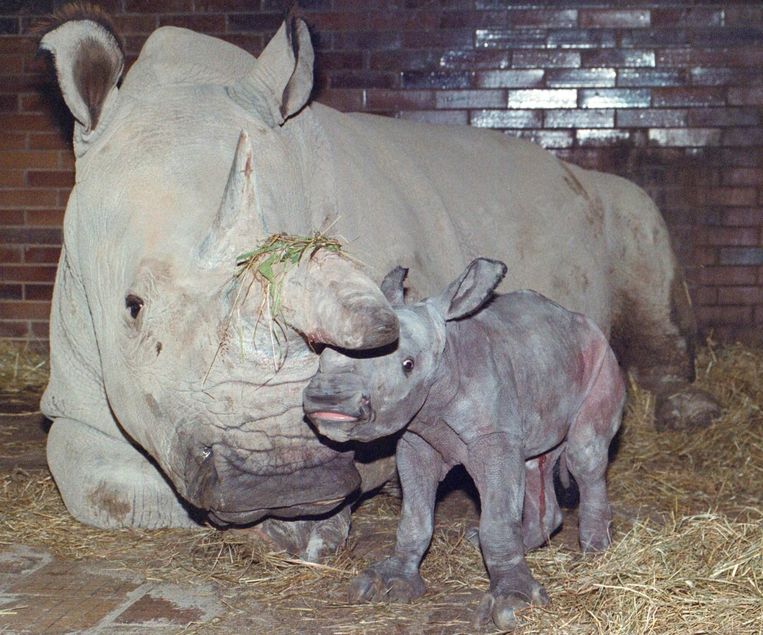 Северные носороги сколько осталось. Наджин белый носорог. Северный белый носорог охрана. Угроза вымирания белого носорога.