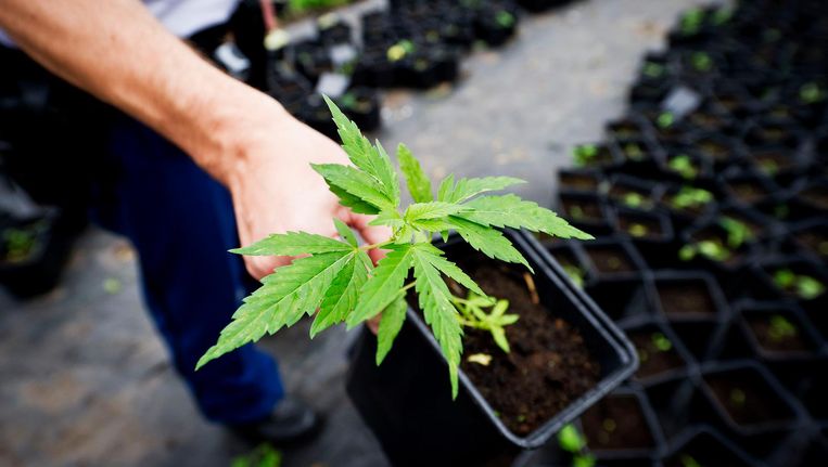 Coffeeshopbond Wietwet Is Goed Voor Volksgezondheid Het Parool