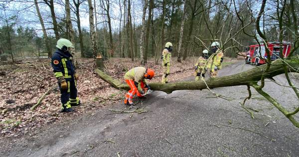 Eerste bomen geveld door Ciara bij Hellendoorn | Storm Ciara - De Stentor