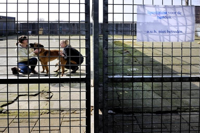 Werken met dieren breda