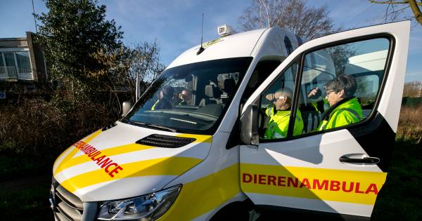 Hond dood na aanrijding door automobiliste in Oss blijkt noodlottig ongeluk.