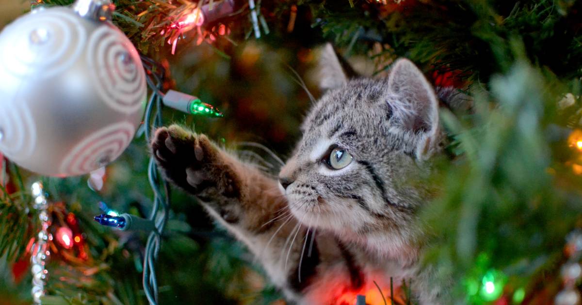 Kerstboom In Huis Gevaarlijk Voor Honden En Katten Wonen Ad Nl