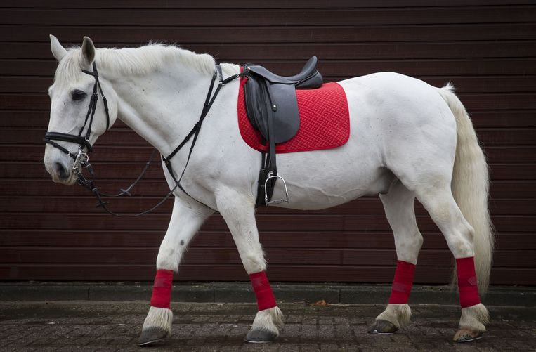 Goedheiligman Kan Beter Een Geit Bestijgen Trouw