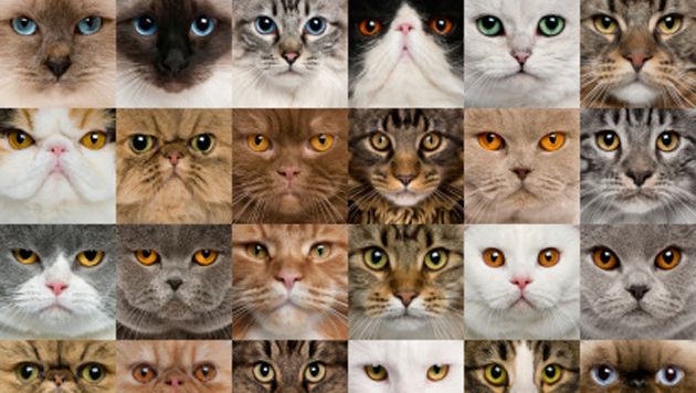 Elle Adopte 550 Chats Il Demande Le Divorce Insolite 7sur7 Be