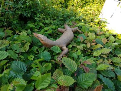 Dierenambulance Hoorn rukt uit voor enorme ‘roerloze’ varaan in de bosjes