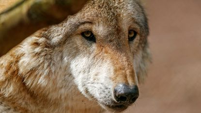 Waarschijnlijk 32 schapen gedood door wolf in zuidwesten van Duitsland