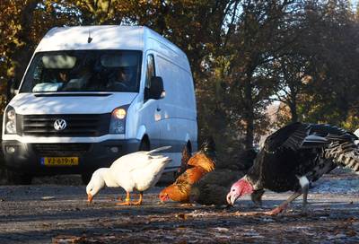 Poll: Ganzen en kippen met de functie van verkeersdrempels; een goed idee?