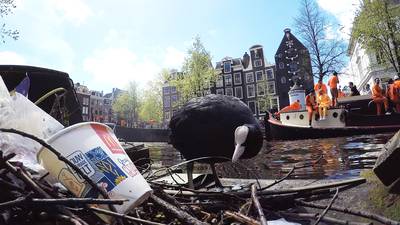 Metromuggen en hotdogreigers