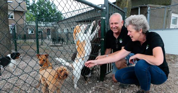 Hondenpension in coronatijd: 'Eerst regende het annuleringen, nu stromen de boekingen binnen' - BD.n