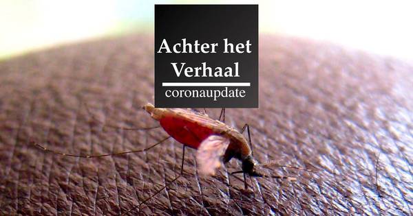 PODCAST | Malariamedicijn testen op coronapatiënten, boze ministers en #coronahulp - De Gelderlander