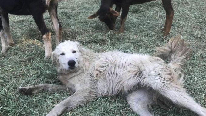 Onverschrokken hond loodst geitenkudde door Californische bosbranden
