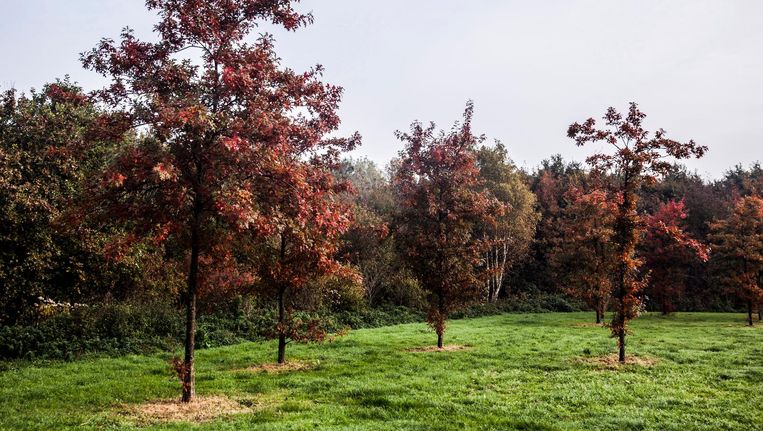 Het Is Slecht Onderzocht Waarom Bladeren Rood Kleuren De Volkskrant Has been added to your cart. het is slecht onderzocht waarom