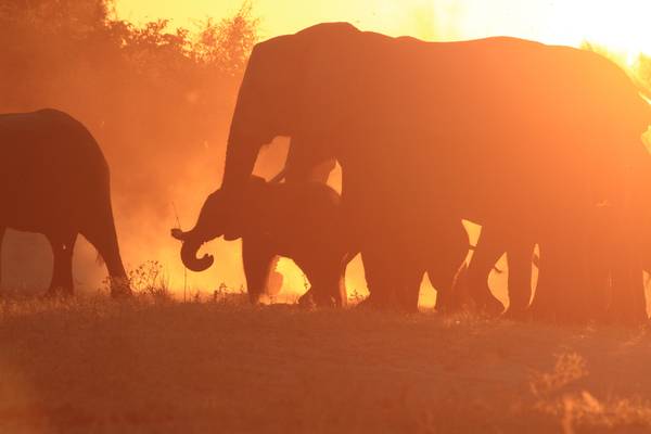 Elephants Up Close