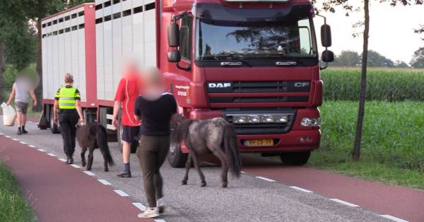 Politie neemt 17 verwaarloosde dieren in Aalten in beslag: ‘We kennen het adres'.