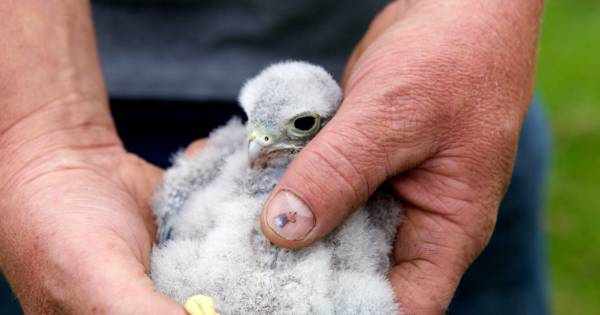 Torenvalk floreert in Kockengen | Utrecht - AD.nl