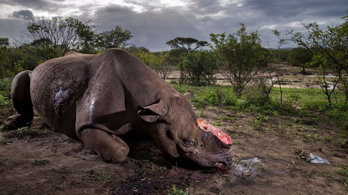 &quot;Herinnering aan een soort&quot;: fotograaf wint prestigieuze prijs met schokkende foto