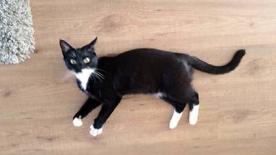 Baasje van neergeschoten Jackson: 'Hou je kat binnen, er loopt iemand rond'