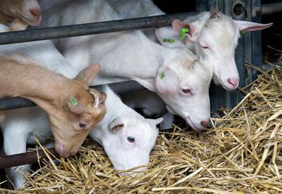 Ziekenhuis behandelt kinderen met Q-koorts: ‘Ik heb gehuild toen ik het hoorde’