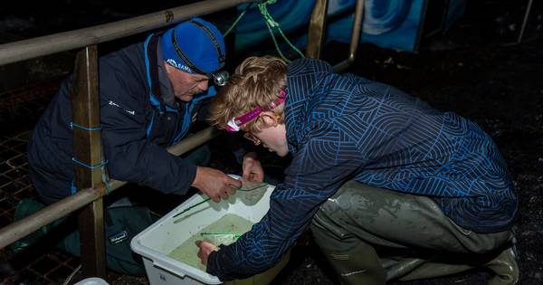 Glasaaltjes uit de Oosterschelde lichtend voorbeeld voor onderzoekers