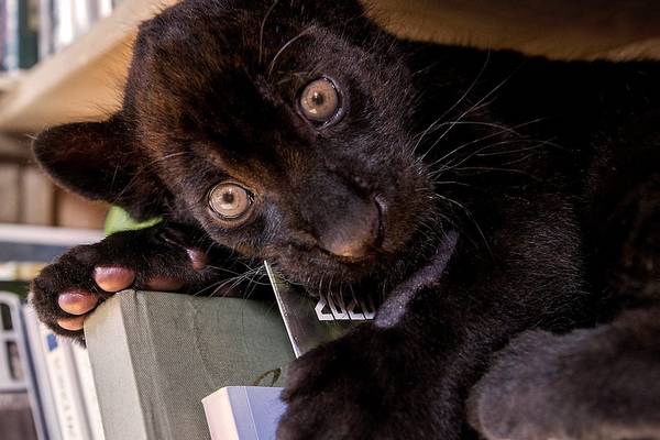 Big Cats About the House