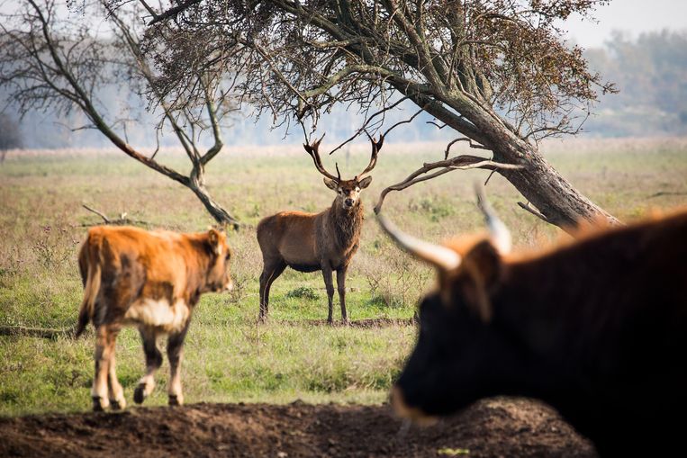Herstel verhouding mens-natuur - Volkskrant