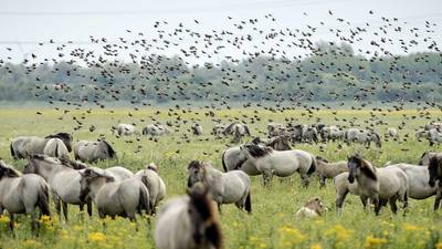 Definitief: aantal grote grazers in Oostvaardersplassen drastisch omlaag