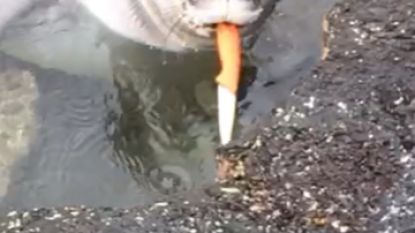 “Gooi gewoon je afval in de vuilbak”: zeehondje al spelend met achtergelaten mes gespot