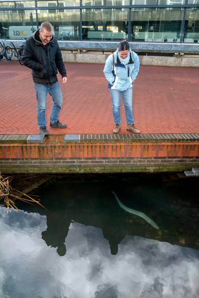Vuistdikke paling in de Jansbeek is publiekstrekker: ‘Hij is wel erg groot, bizar’