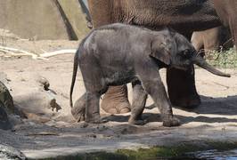 Pasgeboren olifantje Artis voor het eerst naar buiten