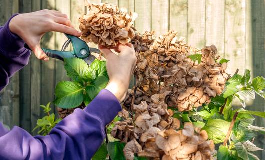 Om deze reden let je liever op met hortensia’s in de zon