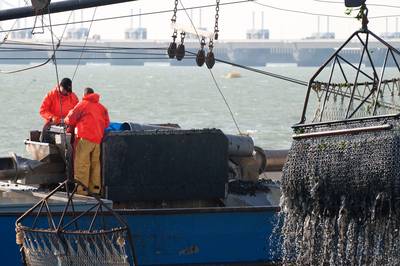 Mosselsector maakt zich zorgen over toekomst: ‘Prijzen onder druk’