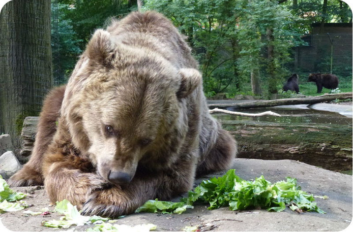 Beer Overleden In Ouwehands Dierenpark Utrecht Ad Nl