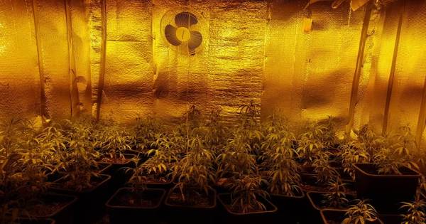Hennepkwekerij met 80 planten gevonden in Ewijk