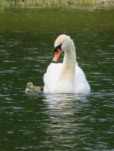 Zwanenpaar broedt ganzenei in Stadspark Nijmegen uit: 'Heel uniek'