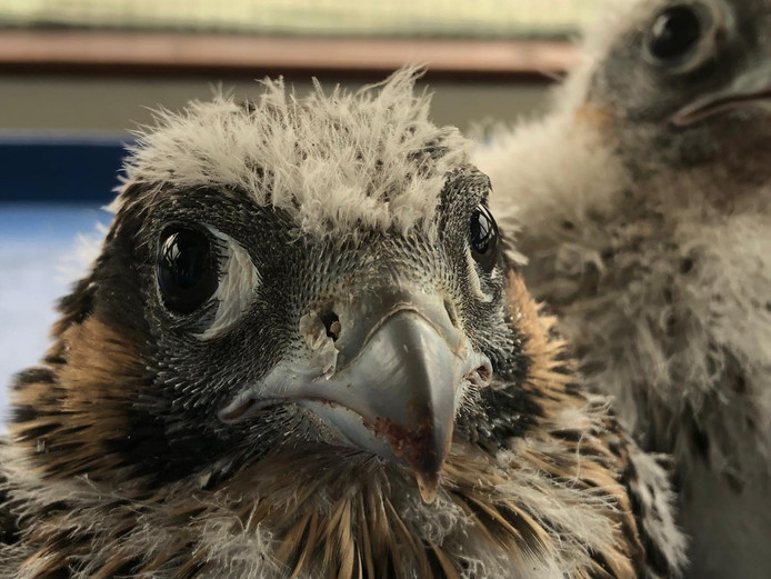 Jonge slechtvalken in de TenneT toren in Arnhem, Op de voorgrond een mannetje, daarachter een vrouwtje.