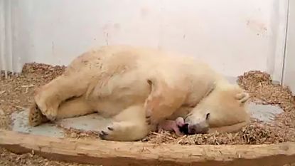 Zoo van Berlijn verwelkomt piepklein ijsbeertje
