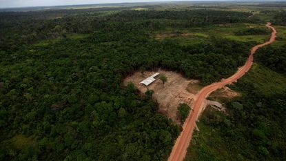 Europa start procedure tegen ons land in strijd tegen illegale houthandel