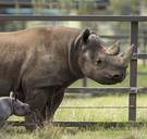 Deze neushoorn is geboren in de zoo, maar moet zich nu zien te redden op de Afrikaanse savanne