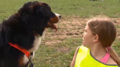 Razend populair: op kamp gaan mét je hond