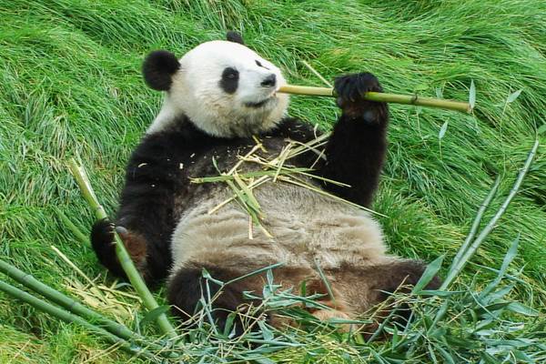 Expédition Pairi Daiza