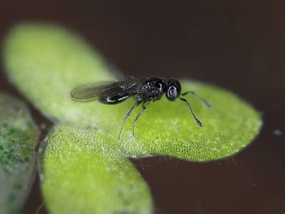 Voor Nederland unieke sluipwesp uit Beekse vijver is alweer dood