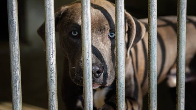 Nederlandse Baby Die In Gezicht Werd Gebeten Door Hond Van Grootouders Overleden Buitenland Hln Be