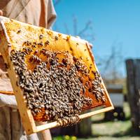Aziatische hoornaar doet sterfte bijenvolken in Vlaanderen pieken, helft van de imkers overweegt te stoppen